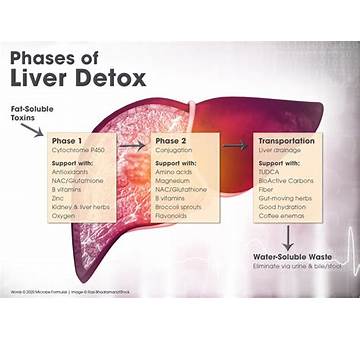 How The Liver Detoxifies